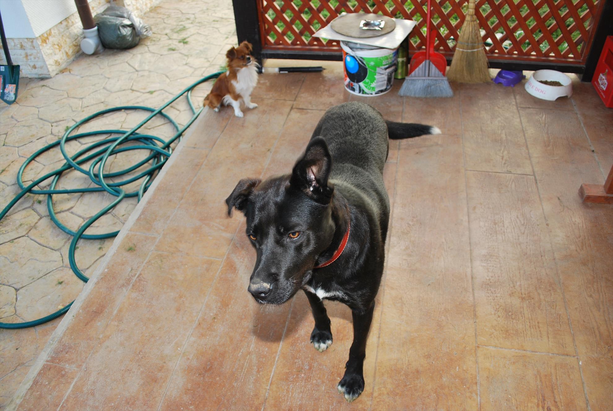 My dog "TESSA" - dsc7016.JPG